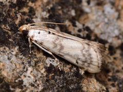 Euzophera lunulella