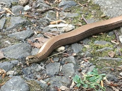 Anguis fragilis