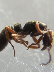 Bothroponera tesseronoda