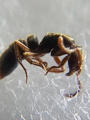 Bothroponera tesseronoda