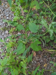 Persicaria barbata