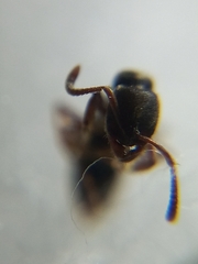 Bothroponera tesseronoda