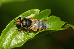 Odontomyia rufipes