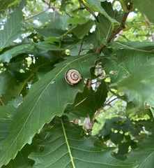 Euhadra brandtii sapporo