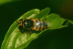 Odontomyia rufipes