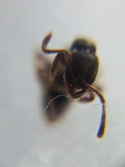 Bothroponera tesseronoda