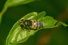 Odontomyia rufipes