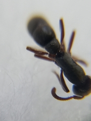 Bothroponera tesseronoda