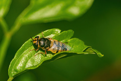 Odontomyia rufipes