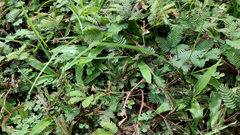 Mimosa pudica