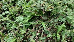 Mimosa pudica