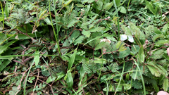 Mimosa pudica