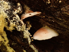 Entoloma depluens