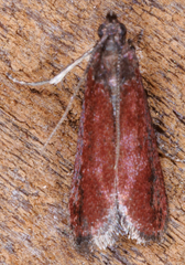 Varneria postremella