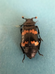 Nicrophorus mexicanus
