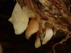 Entoloma depluens