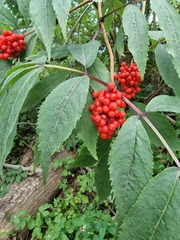 Sambucus racemosa