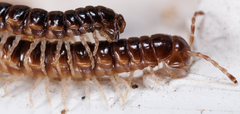 Craspedosomatidae