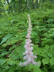 Astilbe chinensis