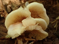 Entoloma depluens