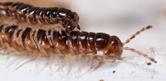 Craspedosomatidae