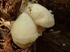 Entoloma depluens