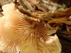 Entoloma depluens