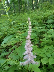 Astilbe chinensis
