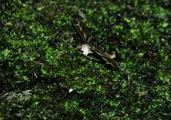 Tipula caloptera