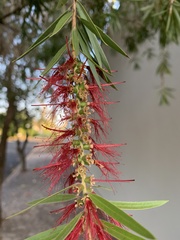 Melaleuca