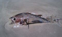 Thunnus