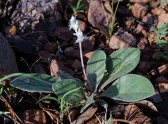 Gomphrena caespitosa