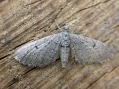 Eupithecia intricata