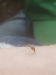 Coquillettidia perturbans