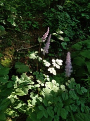 Astilbe chinensis