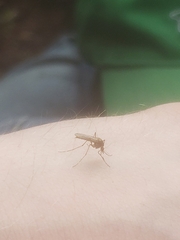 Coquillettidia perturbans