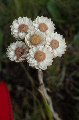 Helichrysum albo-brunneum
