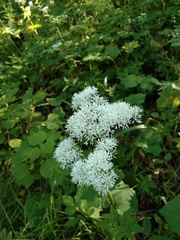 Thalictrum tuberiferum