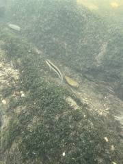 Percina aurantiaca