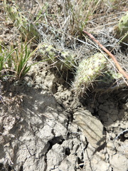 Opuntia polyacantha polyacantha