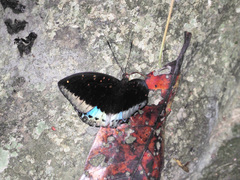 Lexias dirtea