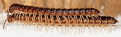 Craspedosomatidae