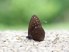 Euploea camaralzeman