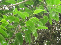 Smilax domingensis