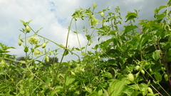 Silene baccifera