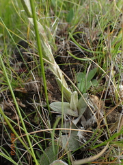 Helichrysum albo-brunneum