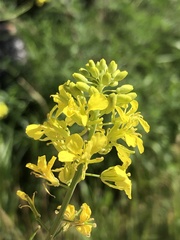 Rhamphospermum nigrum