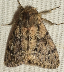 Ocneria atlantica