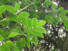 Smilax domingensis