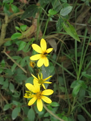 Bidens rubifolia